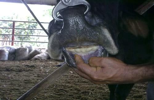 Prótesis dentales bovinas - Image 4
