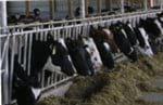 Cinco importantes factores para mejorar el índice de la vaca en transición - Image 1