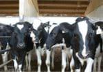Cinco importantes factores para mejorar el índice de la vaca en transición - Image 2