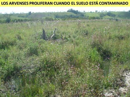 Impacto ambiental del PRV sobre el ecosistema ganadero - Image 5