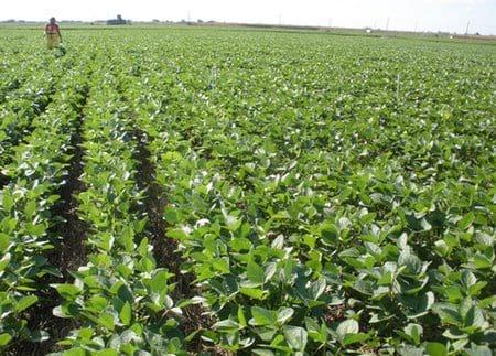 Aplicación boro y fosfato vía foliar en estadíos reproductivos en el cultivo de soja - Image 7