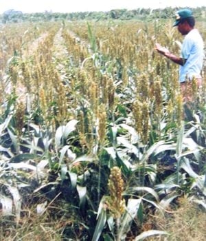 Obtener mejor pan con mezcla de harinas - Image 2