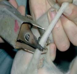 Bienestar animal: Manipulaciones en los lechones - Image 7