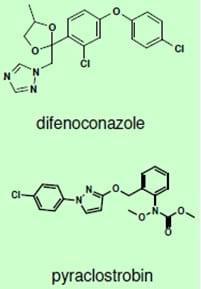 Pyraclostrobin + Difenoconazole: ¿El fungicida foliar ideal para el control de EFC en soja? - Image 1