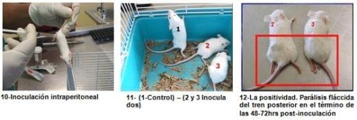 Encefalomiocarditis Viral del Cerdo (EMVC) - Image 4
