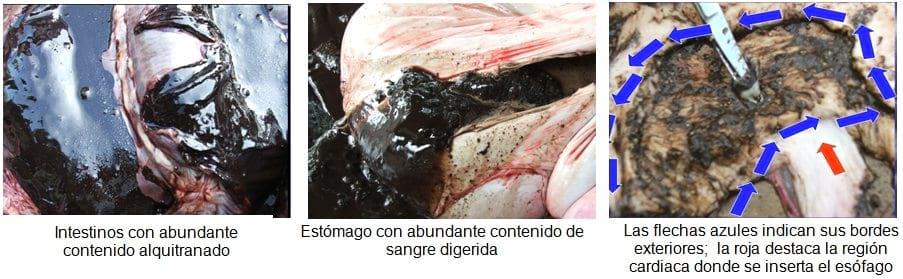 Úlcera gastroesofágica del cerdo - Image 5