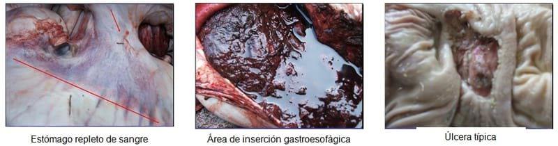 Úlcera gastroesofágica del cerdo - Image 3