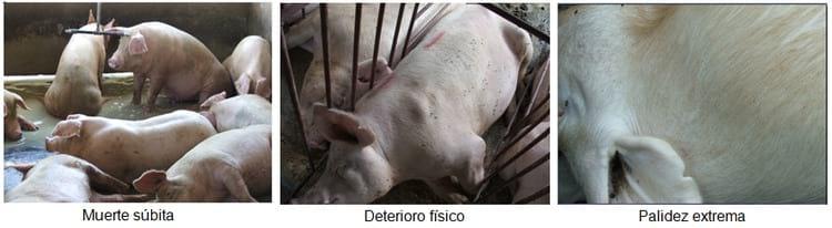 Úlcera gastroesofágica del cerdo - Image 1