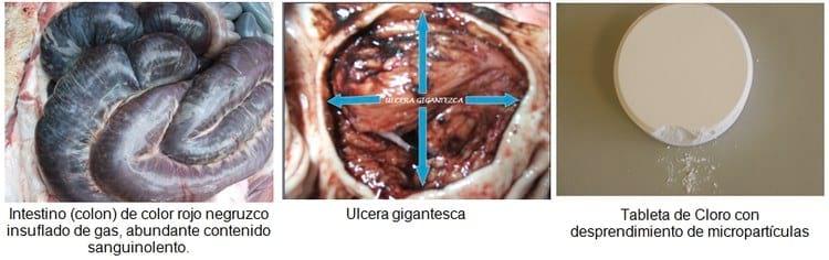 Úlcera gastroesofágica del cerdo - Image 7