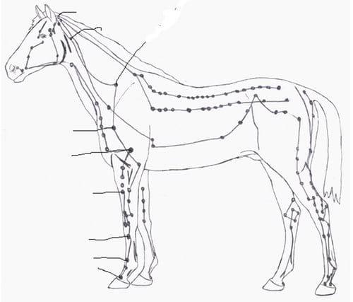 Síndrome navicular en caballos tratado con acupuntura - Image 2