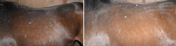 Tratamientos de lesiones en la piel de los equinos - Image 6