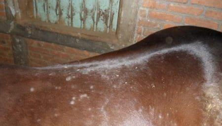 Tratamientos de lesiones en la piel de los equinos - Image 7