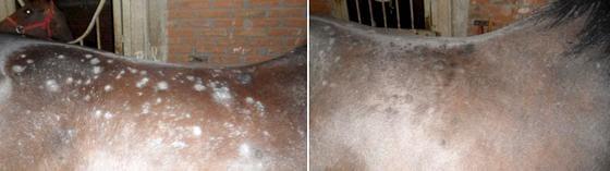 Tratamientos de lesiones en la piel de los equinos - Image 4