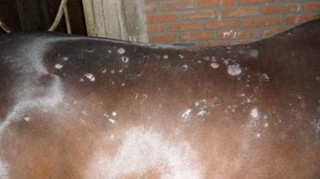 Tratamientos de lesiones en la piel de los equinos - Image 3
