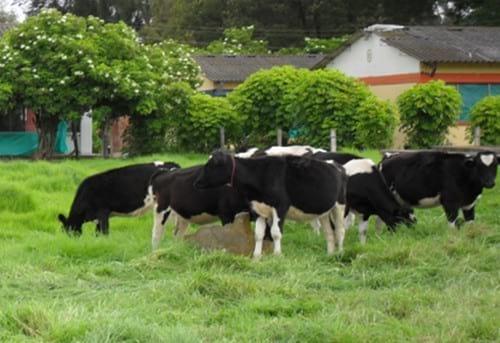 Evaluación del crecimiento de terneras Holstein con la suplementación de dos niveles de sauco (s. Nigra) en pastoreo con kikuyo (p. Clandestinum) - Image 6