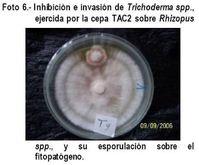Cultivo In Vitro de Trichoderma spp. y su antagonismo frente a hongos fitopatógenos - Image 16