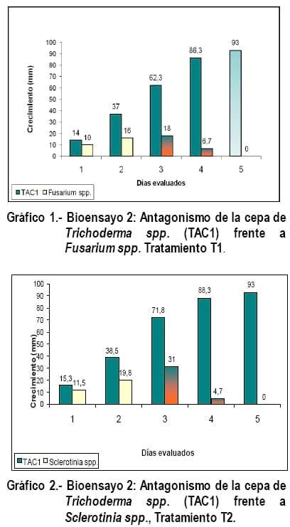 Cultivo In Vitro de Trichoderma spp. y su antagonismo frente a hongos fitopatógenos - Image 9