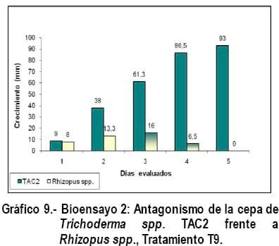 Cultivo In Vitro de Trichoderma spp. y su antagonismo frente a hongos fitopatógenos - Image 15