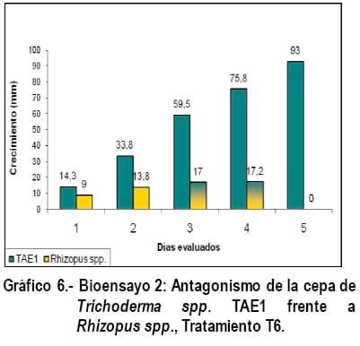 Cultivo In Vitro de Trichoderma spp. y su antagonismo frente a hongos fitopatógenos - Image 12