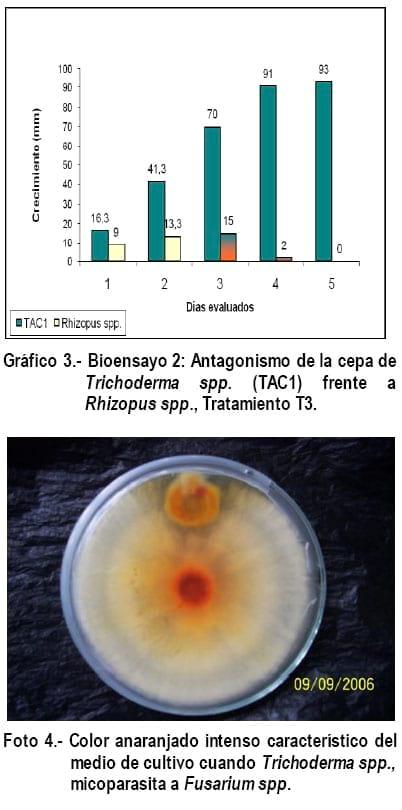 Cultivo In Vitro de Trichoderma spp. y su antagonismo frente a hongos fitopatógenos - Image 10