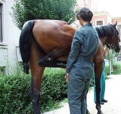 Generalidades y comentarios sobre el examen de compra en caballos - Image 5