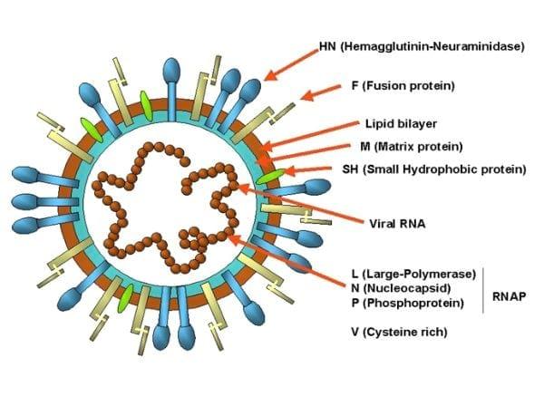 Epidemiología molecular de la enfermedad de newcastle - Image 2