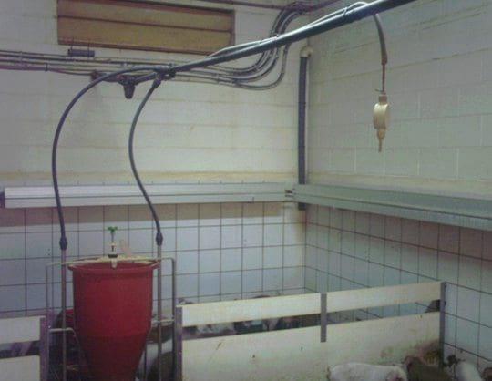 El destete y la bioclimatización en granjas de porcinos - Image 1