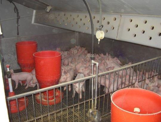 El destete y la bioclimatización en granjas de porcinos - Image 5