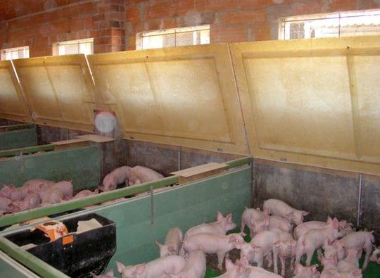 El destete y la bioclimatización en granjas de porcinos - Image 3