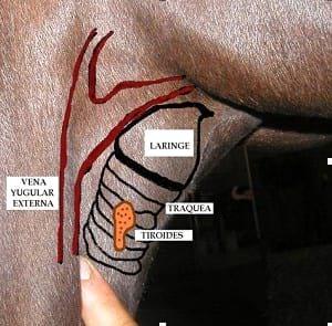 Generalidades de Medicina del deporte del caballo y la influencia del hipotiroidismo en el rendimiento - Image 5
