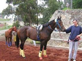 Generalidades de Medicina del deporte del caballo y la influencia del hipotiroidismo en el rendimiento - Image 4