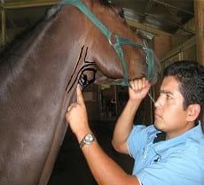 Generalidades de Medicina del deporte del caballo y la influencia del hipotiroidismo en el rendimiento - Image 9