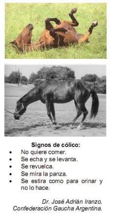 El forraje y el concentrado en caballos atletas (Parte I) - Image 20