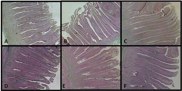 Morfometría de la mucosa del duodeno en pollos de engorde suplementados con mejoradores del desempeño - Image 1
