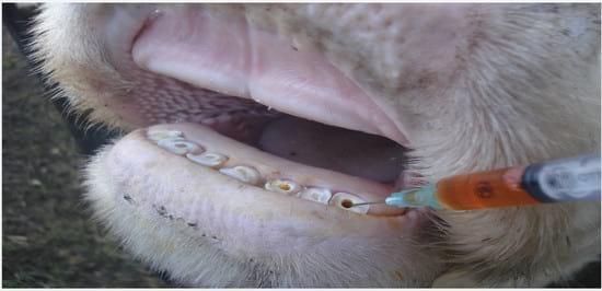 Colocación de prótesis dental en bovinos sin dientes - Image 5