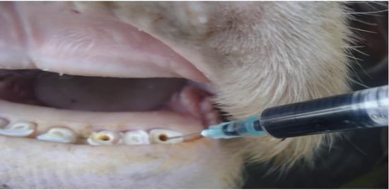 Colocación de prótesis dental en bovinos sin dientes - Image 4