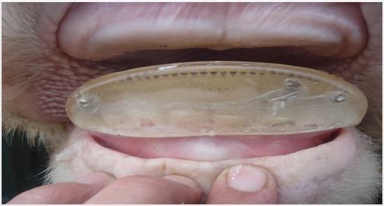 Colocación de prótesis dental en bovinos sin dientes - Image 9