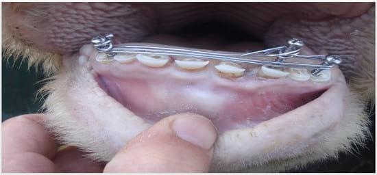 Colocación de prótesis dental en bovinos sin dientes - Image 7