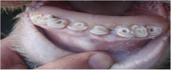 Colocación de prótesis dental en bovinos sin dientes - Image 3