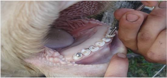 Colocación de prótesis dental en bovinos sin dientes - Image 6