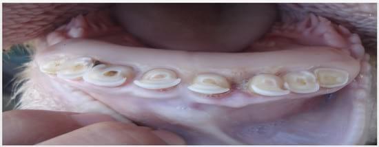 Colocación de prótesis dental en bovinos sin dientes - Image 1