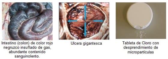Úlcera gastroesofágica del cerdo - Image 2