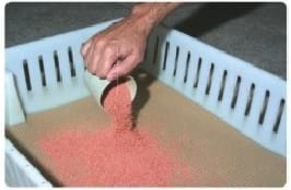 Nutrición del pollito inmediatamente después de la eclosión - Image 9