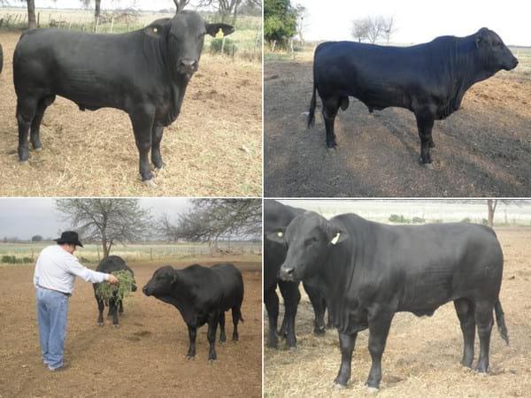 Alimentación de toros en confinamiento en el período invernal para exposición y venta - Image 8