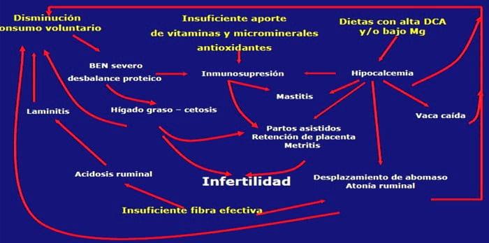 Vaca en Transición: Manejo de la alimentación y relaciones entre el metabolismo y sistema inmunológico. - Image 1