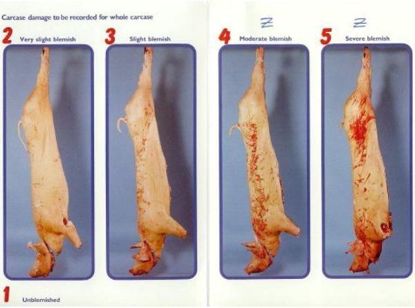 Valoración del Bienestar Animal del cerdo, Parámetros evaluados en el Matadero - Image 3
