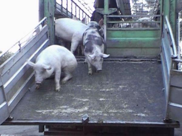 Valoración del Bienestar Animal del cerdo, Parámetros evaluados en el Matadero - Image 2