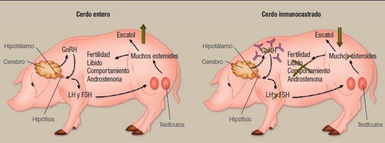 Resultados de diversas alternativas a la castración quirúrgica de cerdos - Image 1