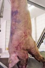 Resultados de diversas alternativas a la castración quirúrgica de cerdos - Image 15