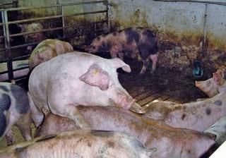 Resultados de diversas alternativas a la castración quirúrgica de cerdos - Image 14